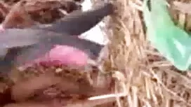 বাঁড়ার রস ইংলিশ সেক ...