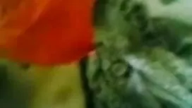 মাই এর, সুন্দরি সেক্ ...
