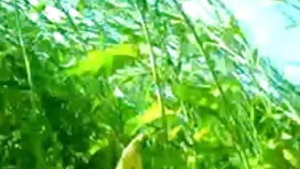 সুন্দরি সেক্সি বিএফ  ...
